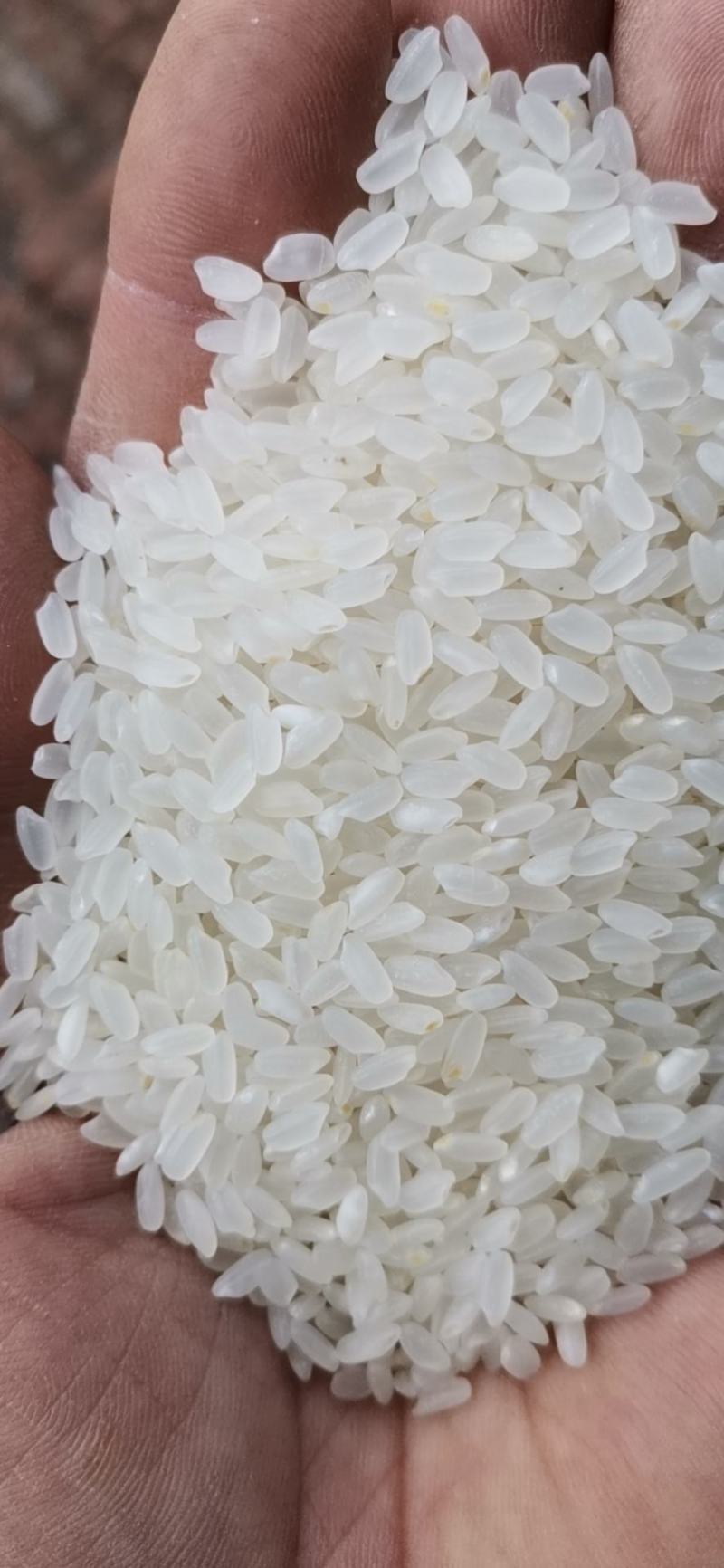 探索农产品批发的新渠道:大米批发市场洞察